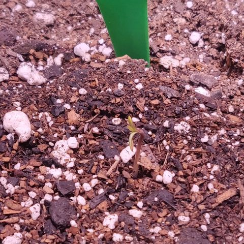 Aries growlog photo: 3 sprouted last night