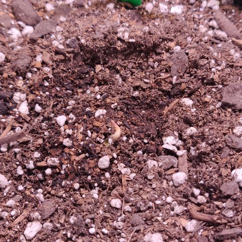 Aries growlog photo: 3 sprouted last night