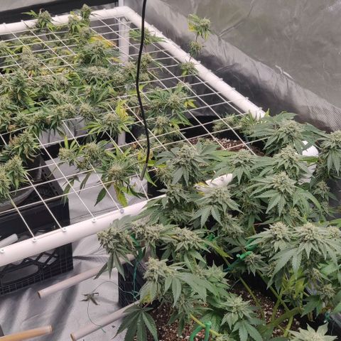 Aries growlog timeline photo
