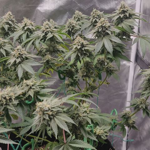 Athena growlog timeline photo