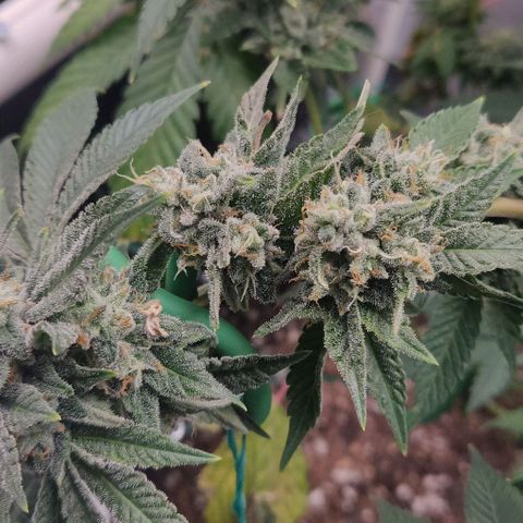 Athena growlog timeline photo