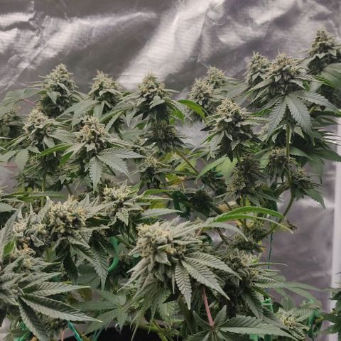 Athena growlog timeline photo