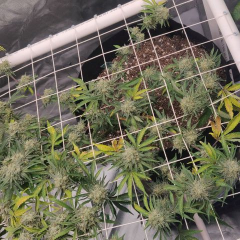 Aries growlog timeline photo