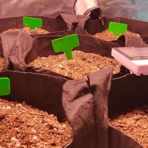 Aries growlog timeline photo