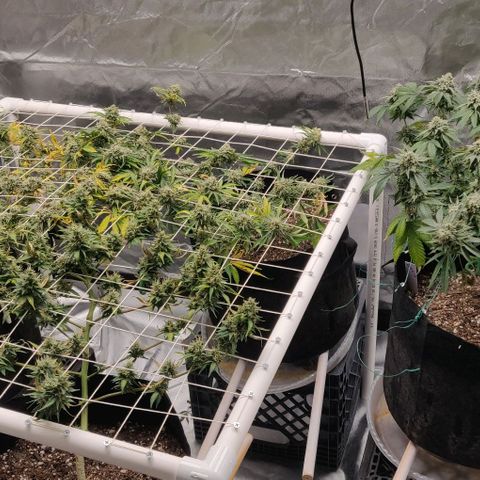 Aries growlog timeline photo