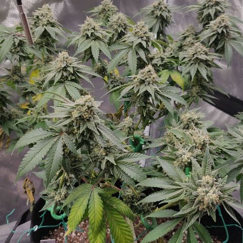 Athena growlog timeline photo