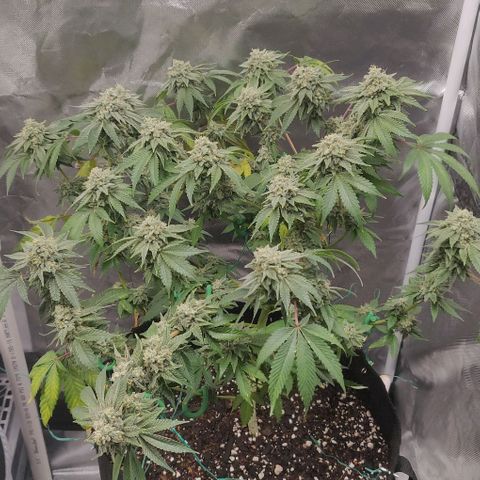 Athena growlog timeline photo