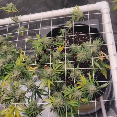 Aries growlog timeline photo