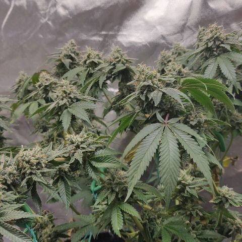 Athena growlog timeline photo
