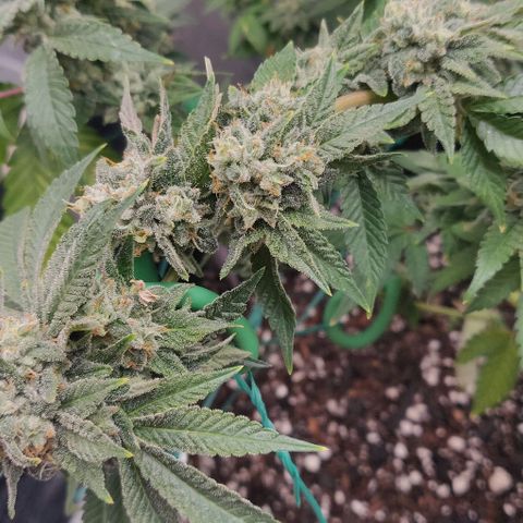 Athena growlog timeline photo