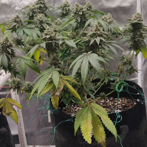 Athena growlog timeline photo