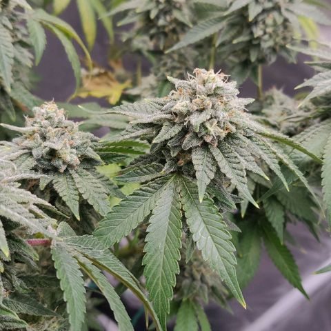Athena growlog timeline photo