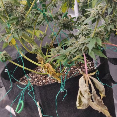Athena growlog timeline photo