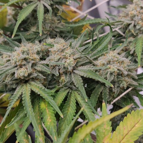 Aries growlog timeline photo