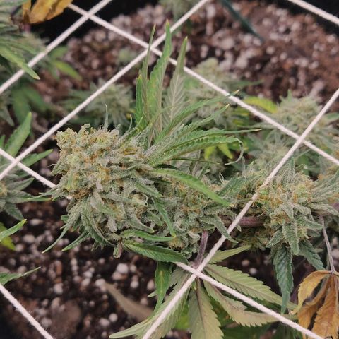 Aries growlog timeline photo