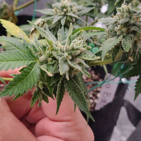 Athena growlog photo: Cut