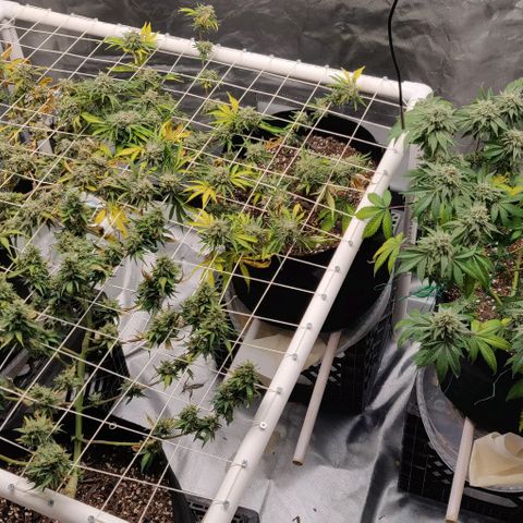 Aries growlog timeline photo