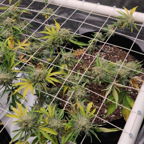 Aries growlog timeline photo