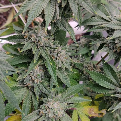 Athena growlog timeline photo