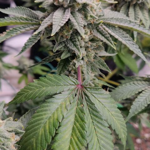 Athena growlog timeline photo