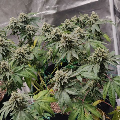 Athena growlog timeline photo