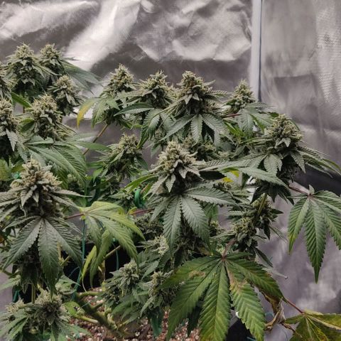 Athena growlog timeline photo