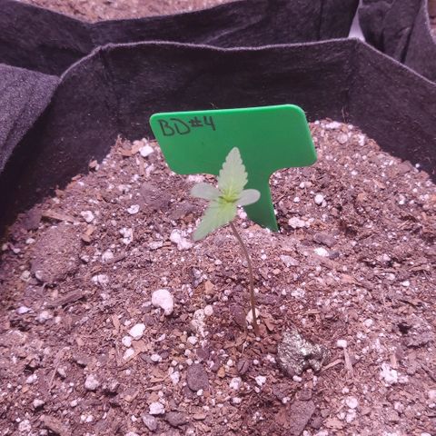 Aries growlog timeline photo