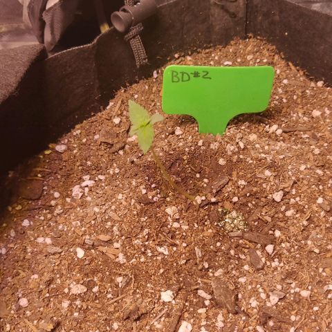 Aries growlog timeline photo