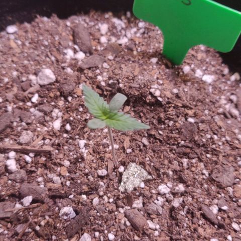 Aries growlog timeline photo