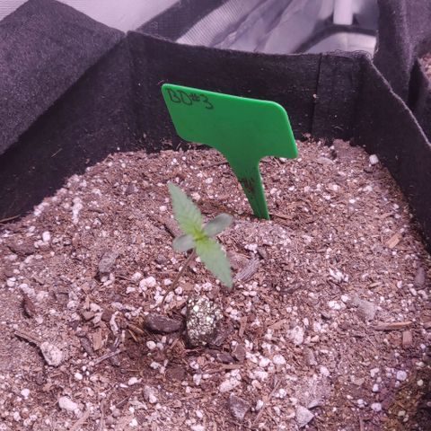 Aries growlog timeline photo