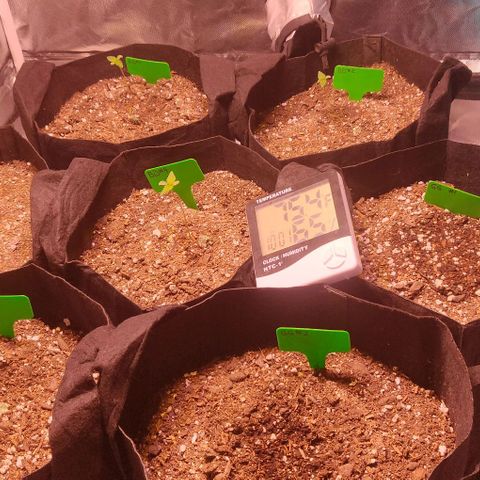 Aries growlog timeline photo