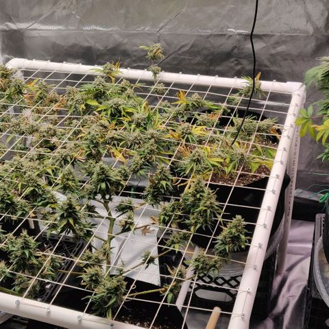Aries growlog timeline photo