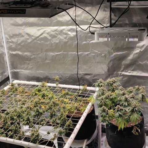 Aries growlog timeline photo