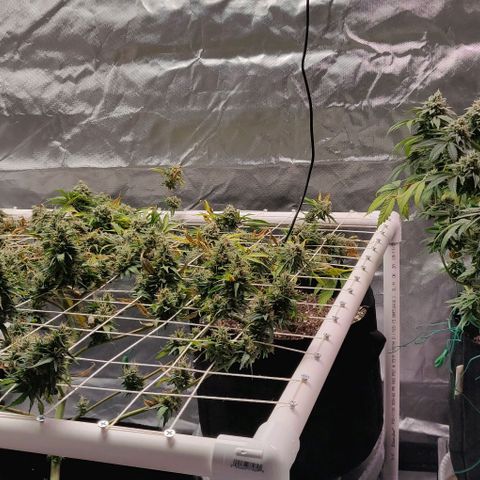 Aries growlog timeline photo