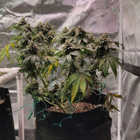 Athena growlog timeline photo