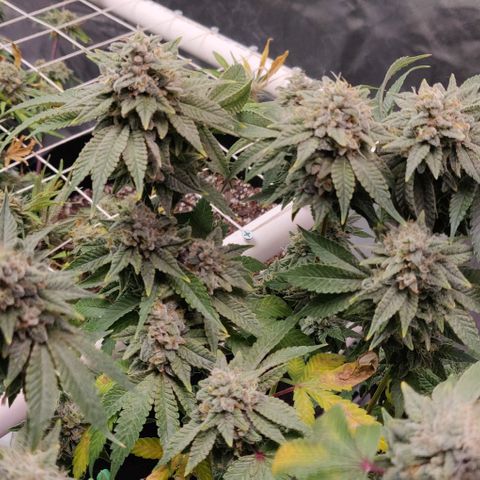 Athena growlog timeline photo