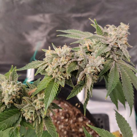 Athena growlog timeline photo
