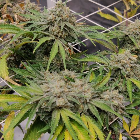 Aries growlog timeline photo