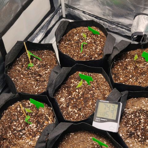 Aries growlog timeline photo