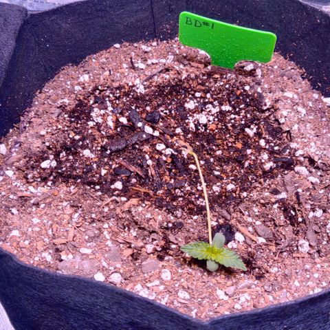 Aries growlog timeline photo
