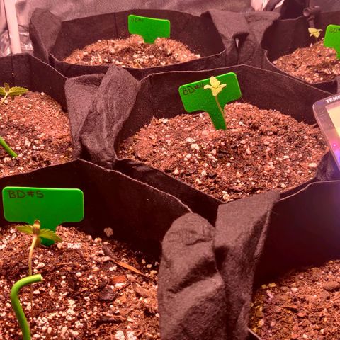 Aries growlog timeline photo