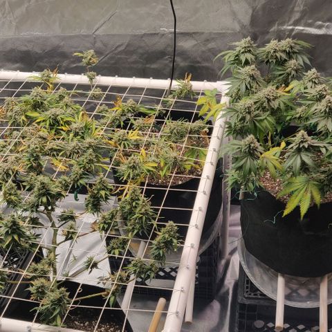 Aries growlog timeline photo