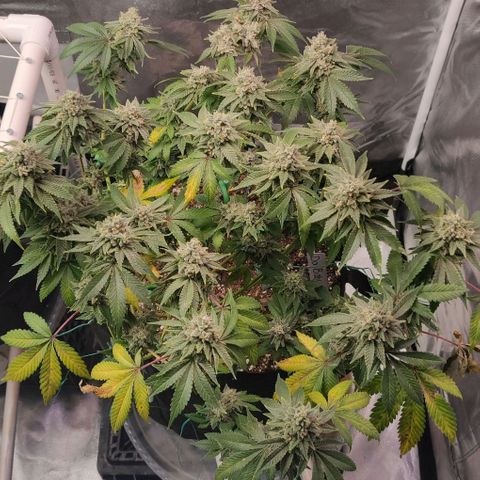 Athena growlog timeline photo