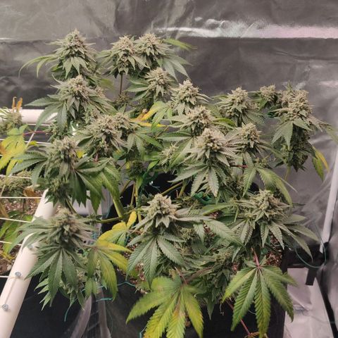 Athena growlog timeline photo