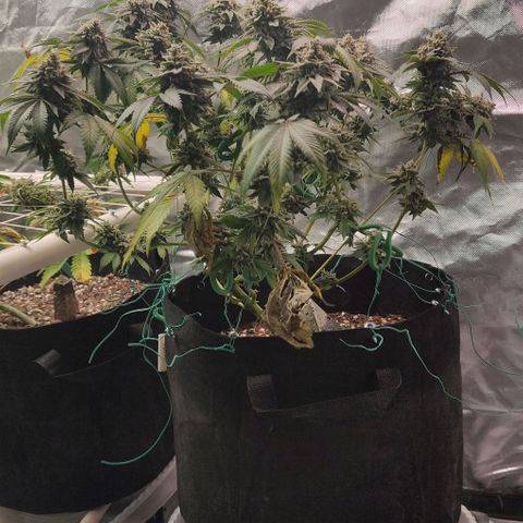 Athena growlog timeline photo