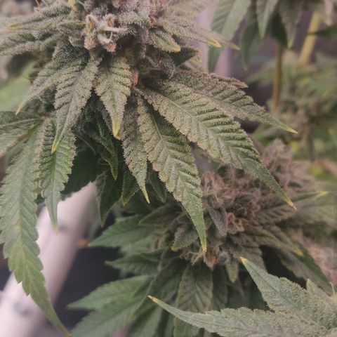 Athena growlog timeline photo