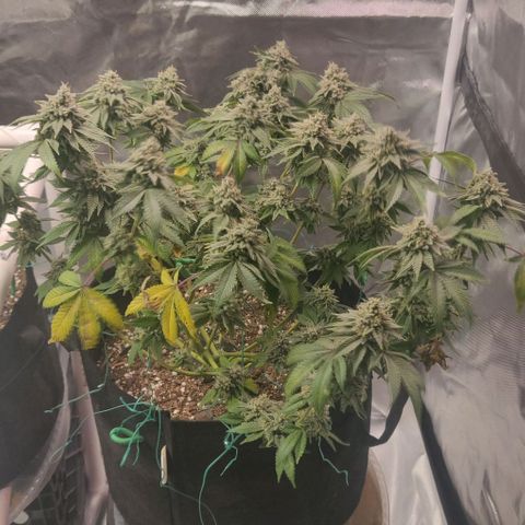 Athena growlog timeline photo
