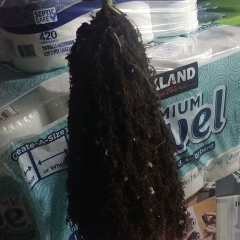 Aries growlog timeline photo