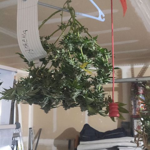 Athena growlog timeline photo