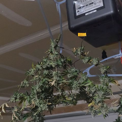 Aries growlog timeline photo